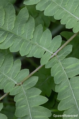 Underside of sterile frond with forked veins